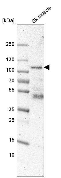Synaptopodin Antibody - BSA Free Western Blot: Synaptopodin Antibody - BSA Free [NBP1-87887]