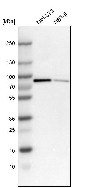Neurochondrin Antibody - BSA Free Western Blot: Neurochondrin Antibody - BSA Free [NBP1-87901]