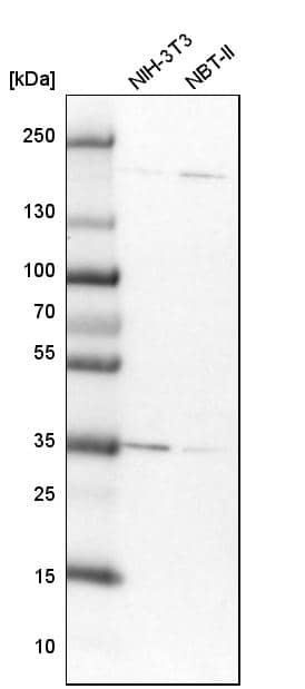 DjC9 Antibody - BSA Free Western Blot: DjC9 Antibody - BSA Free [NBP1-87903]