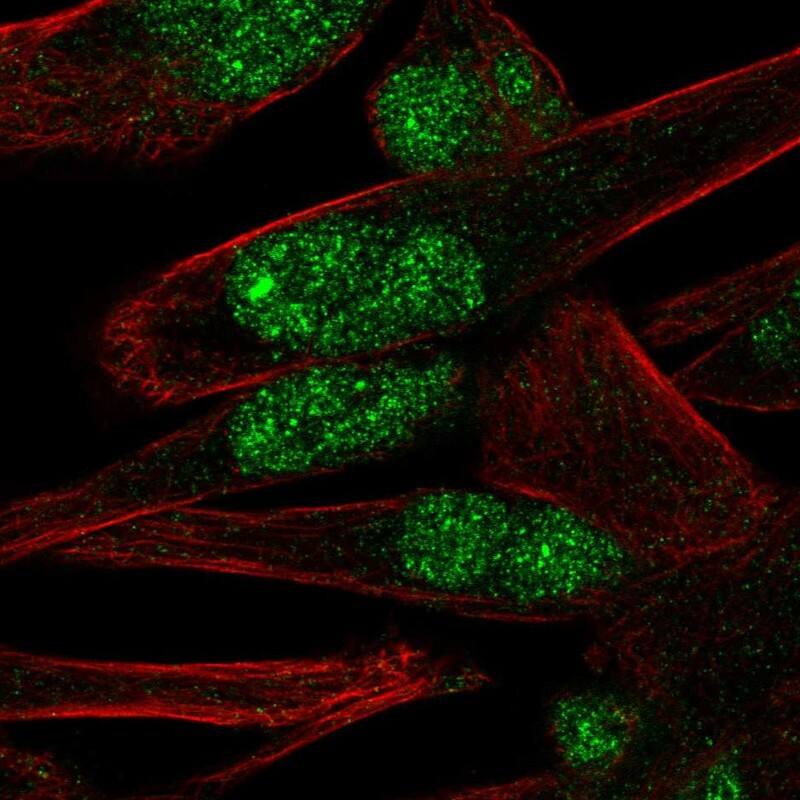 PNMA-like 1 Antibody - BSA Free Immunocytochemistry/ Immunofluorescence: PNMA-like 1 Antibody [NBP1-87913]
