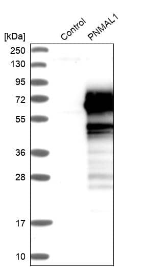 PNMA-like 1 Antibody - BSA Free Western Blot: PNMA-like 1 Antibody - BSA Free [NBP1-87913]
