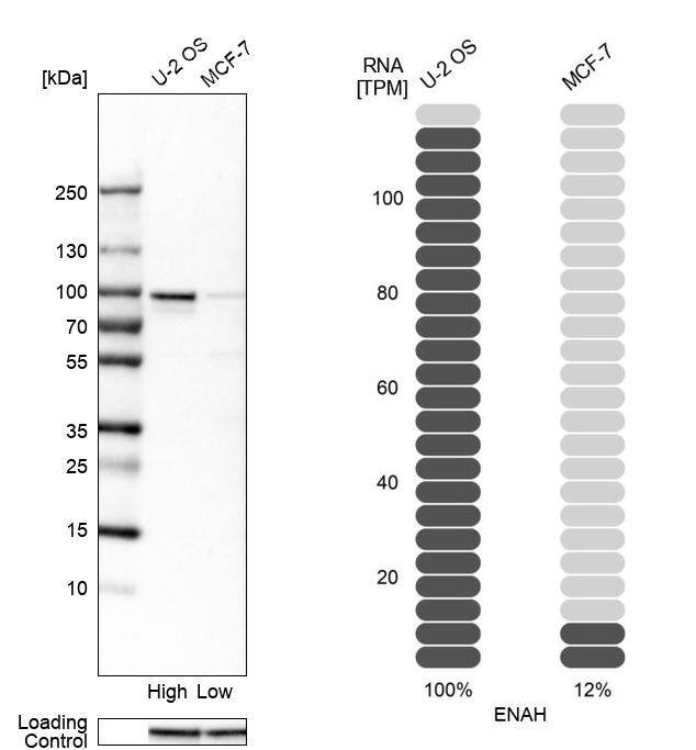 Mena Antibody - BSA Free Western Blot: Mena Antibody - BSA Free [NBP1-87914]