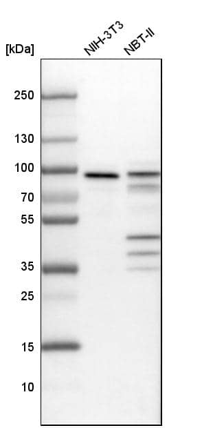 Mena Antibody - BSA Free Western Blot: Mena Antibody - BSA Free [NBP1-87914]