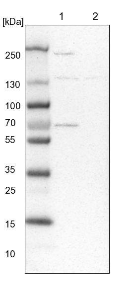 Xylulokinase/XYLB Antibody - BSA Free Western Blot: Xylulokinase/XYLB Antibody - BSA Free [NBP1-87919]