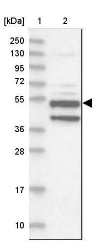 Xylulokinase/XYLB Antibody - BSA Free Western Blot: Xylulokinase/XYLB Antibody - BSA Free [NBP1-87919]