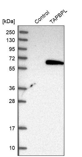 TAPBPR Antibody - BSA Free Western Blot: TAPBPR Antibody - BSA Free [NBP1-87922]