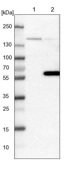 Flightless I Antibody - BSA Free Western Blot: Flightless I Antibody - BSA Free [NBP1-87925]