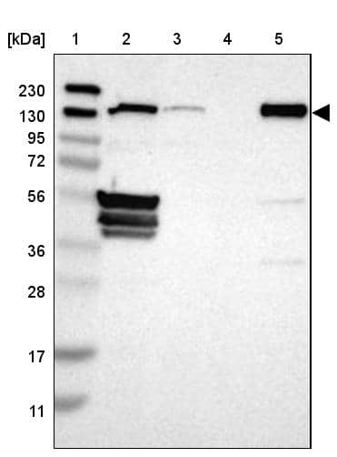 Flightless I Antibody - BSA Free Western Blot: Flightless I Antibody - BSA Free [NBP1-87925]