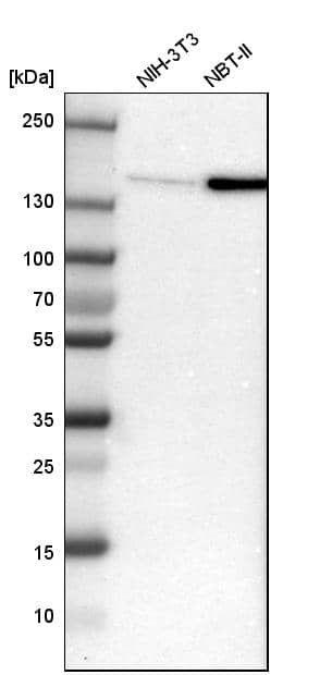 Flightless I Antibody - BSA Free Western Blot: Flightless I Antibody - BSA Free [NBP1-87926]