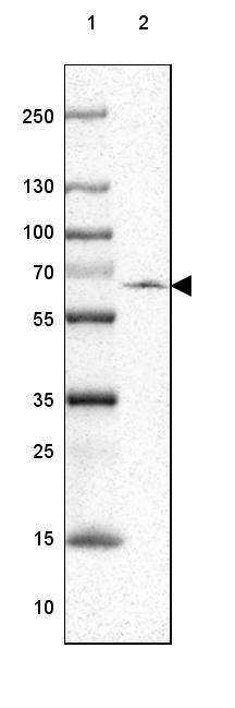 SERINC2 Antibody - BSA Free Western Blot: SERINC2 Antibody - BSA Free [NBP1-87927]