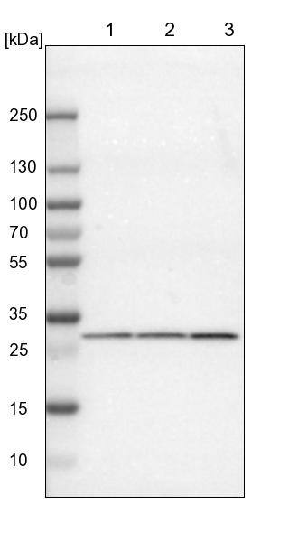 FKBP25 Antibody - BSA Free Western Blot: FKBP25 Antibody - BSA Free [NBP1-87929]