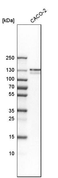 FNBP3 Antibody - BSA Free Western Blot: FNBP3 Antibody - BSA Free [NBP1-87933]
