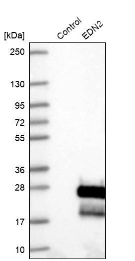 Endothelin 2 Antibody - BSA Free Western Blot: Endothelin 2 Antibody - BSA Free [NBP1-87942]