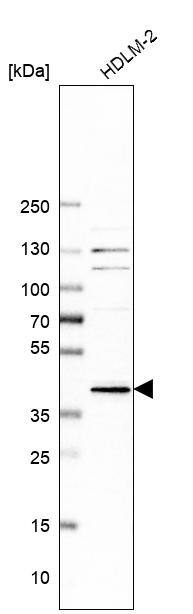 ERK2 Antibody - BSA Free Western Blot: ERK2 Antibody - BSA Free [NBP1-87943]