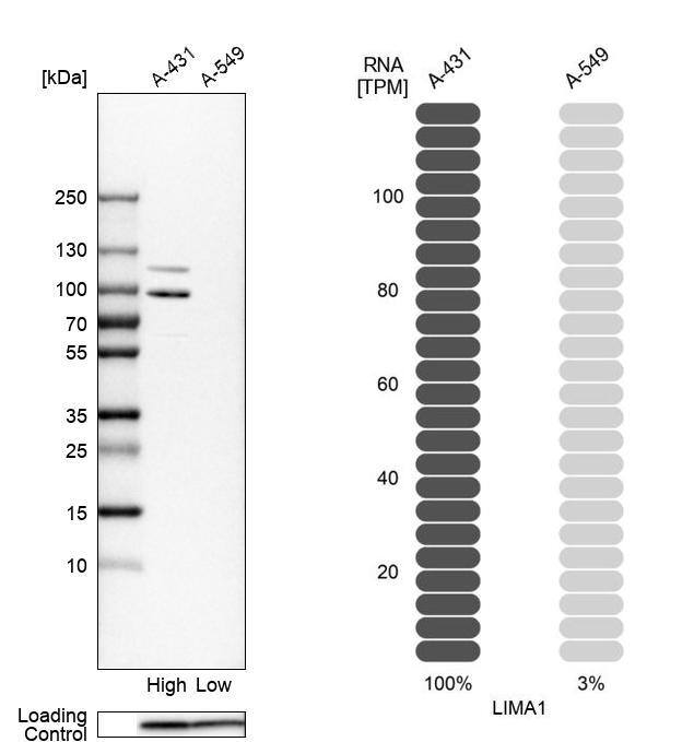 EPLIN Antibody - BSA Free Western Blot: EPLIN Antibody - BSA Free [NBP1-87947]