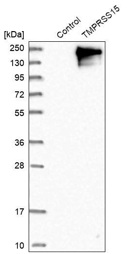 Enteropeptidase/Enterokinase Antibody - BSA Free Western Blot: Enteropeptidase/Enterokinase Antibody - BSA Free [NBP1-87949]