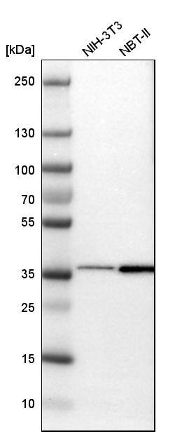 Tsukushi/TSK Antibody - BSA Free Western Blot: Tsukushi/TSK Antibody - BSA Free [NBP1-87959]