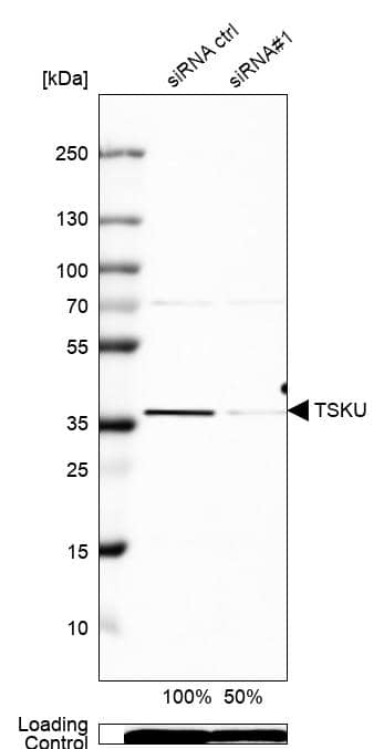 Tsukushi/TSK Antibody - BSA Free Western Blot: Tsukushi/TSK Antibody - BSA Free [NBP1-87959]