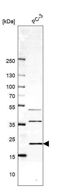 ICT Antibody - BSA Free Western Blot: ICT Antibody - BSA Free [NBP1-87963]