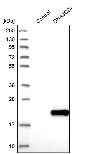 DPH4 Antibody - BSA Free Western Blot: DPH4 Antibody - BSA Free [NBP1-87969]