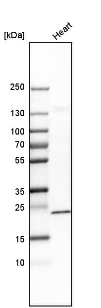 Transgelin/TAGLN/SM22 alpha Antibody - BSA Free Western Blot: Transgelin/TAGLN/SM22 alpha Antibody - BSA Free [NBP1-87981]