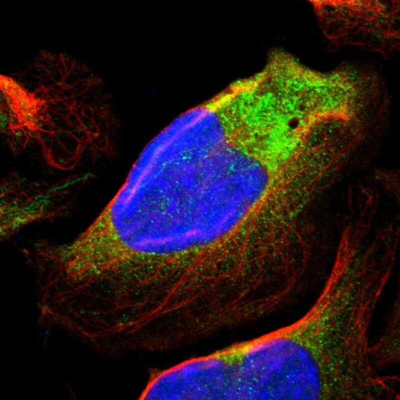 GARNL1 Antibody - BSA Free Immunocytochemistry/ Immunofluorescence: GARNL1 Antibody [NBP1-87982]