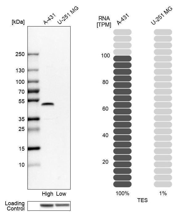 Testin Antibody - BSA Free Western Blot: Testin Antibody - BSA Free [NBP1-87987]