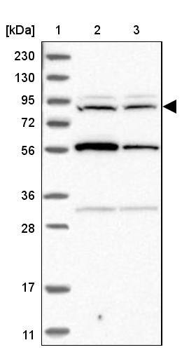 DORFIN Antibody - BSA Free Western Blot: DORFIN Antibody - BSA Free [NBP1-87989]