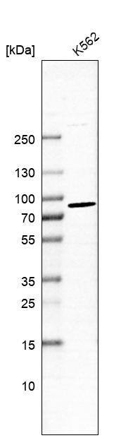 ZNF650 Antibody - BSA Free Western Blot: ZNF650 Antibody - BSA Free [NBP1-87996]