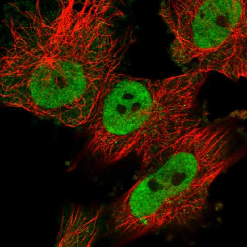 SFRS15 Antibody - BSA Free Immunocytochemistry/ Immunofluorescence: SFRS15 Antibody - BSA Free [NBP1-88003]