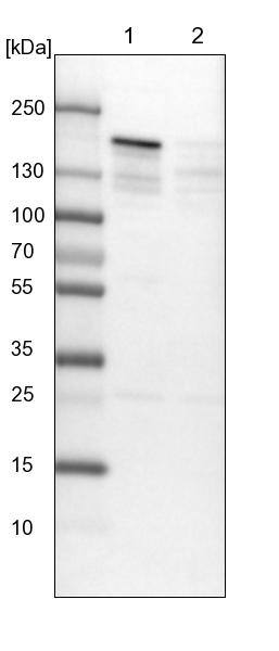 SFRS15 Antibody - BSA Free Western Blot: SFRS15 Antibody - BSA Free [NBP1-88003]