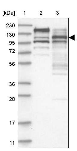 SFRS15 Antibody - BSA Free Western Blot: SFRS15 Antibody - BSA Free [NBP1-88003]