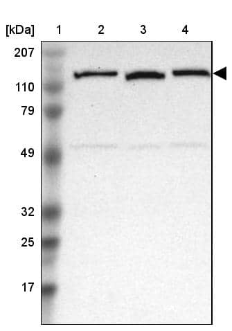 NEK9 Antibody - BSA Free Western Blot: NEK9 Antibody - BSA Free [NBP1-88007]