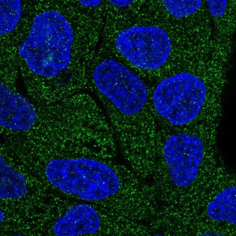 Lano Antibody - BSA Free Immunocytochemistry/ Immunofluorescence: Lano Antibody - BSA Free [NBP1-88015]
