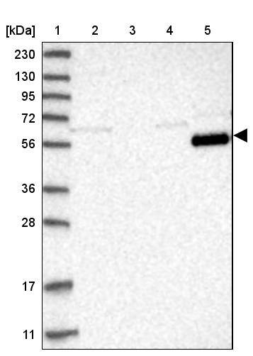 Lano Antibody - BSA Free Western Blot: Lano Antibody - BSA Free [NBP1-88015]