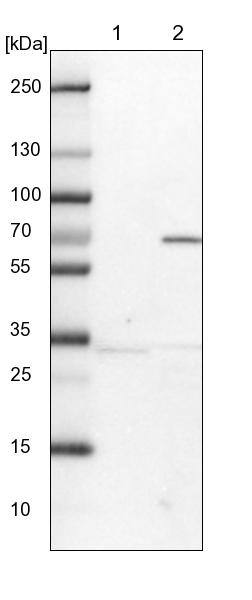 Lano Antibody - BSA Free Western Blot: Lano Antibody - BSA Free [NBP1-88016]
