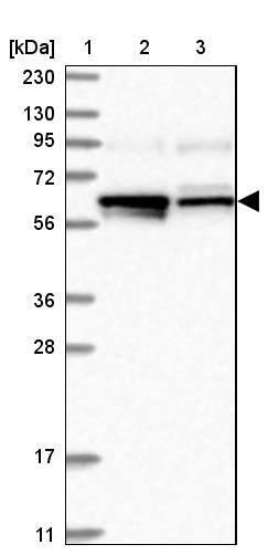 Lano Antibody - BSA Free Western Blot: Lano Antibody - BSA Free [NBP1-88016]