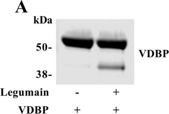 Vitamin D BP Antibody - BSA Free