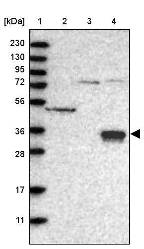 Cerberus 1 Antibody - BSA Free Western Blot: Cerberus 1 Antibody - BSA Free [NBP1-88030]