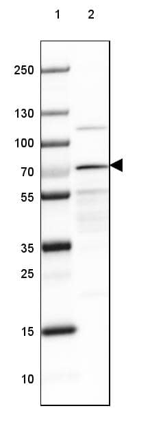Arginyl tRNA synthetase Antibody - BSA Free Western Blot: Arginyl tRNA synthetase Antibody - BSA Free [NBP1-88032]