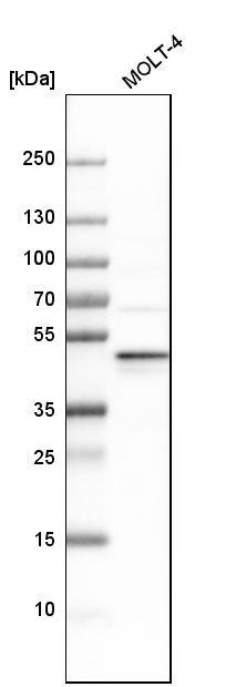 NELF-E Antibody - BSA Free Western Blot: NELF-E Antibody - BSA Free [NBP1-88036]