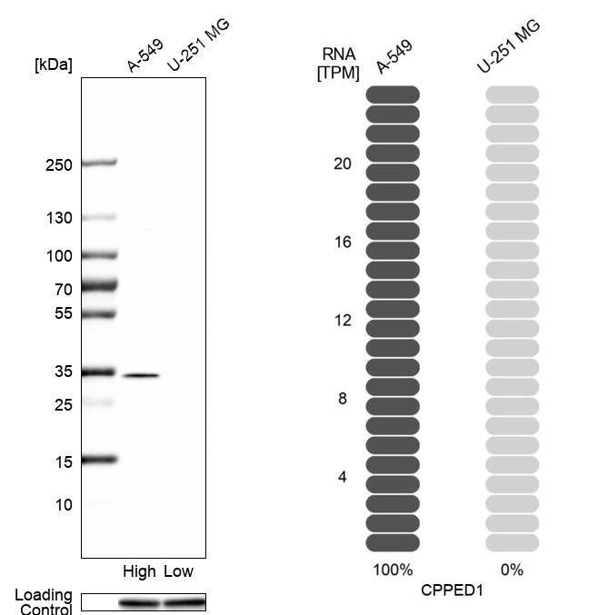 CSTP1 Antibody - BSA Free Western Blot: CSTP1 Antibody - BSA Free [NBP1-88048]