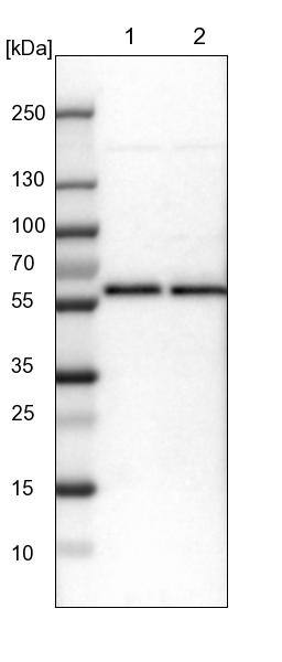 CROP Antibody - BSA Free Western Blot: CROP Antibody - BSA Free [NBP1-88052]