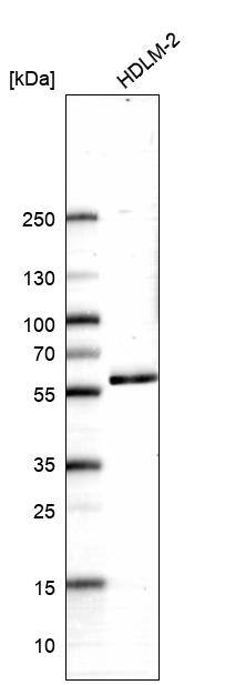CROP Antibody - BSA Free Western Blot: CROP Antibody - BSA Free [NBP1-88053]