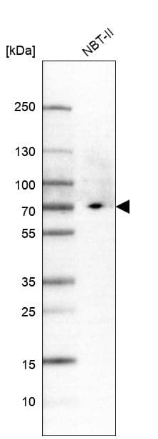 Plastin L Antibody - BSA Free Western Blot: Plastin L Antibody - BSA Free [NBP1-88057]