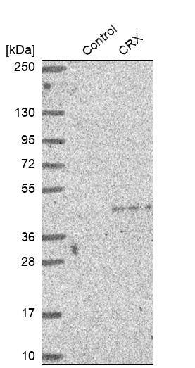 CRX/CORD2 Antibody - BSA Free Western Blot: CRX/CORD2 Antibody - BSA Free [NBP1-88059]