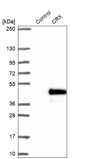 CRX/CORD2 Antibody - BSA Free Western Blot: CRX/CORD2 Antibody - BSA Free [NBP1-88060]