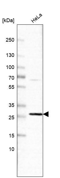 COX3 Antibody - BSA Free Western Blot: COX3 Antibody - BSA Free [NBP1-88063]
