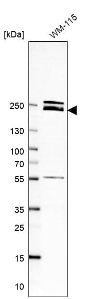 Laminin beta 1 Antibody - BSA Free Western Blot: Laminin beta 1 Antibody - BSA Free [NBP1-88074]