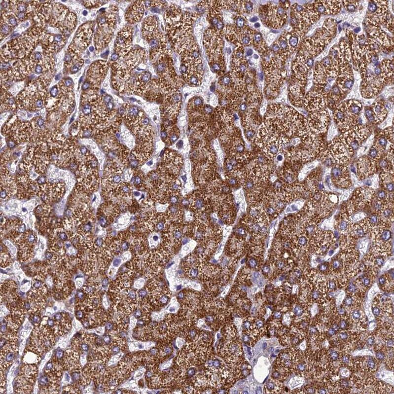 SCGF/CLEC11a Antibody - BSA Free Immunohistochemistry-Paraffin: SCGF/CLEC11a Antibody - BSA Free [NBP1-88076]